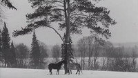 «Шаговик (1969)» — обои к фильму #1