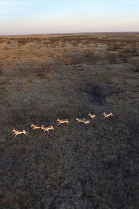 Постер к фильму Les Antilopes (2020)