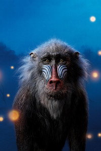Постер мультфильма «Король Лев (2019)» — (4 из 53)