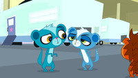 Lights, Camera, Mongoose!
