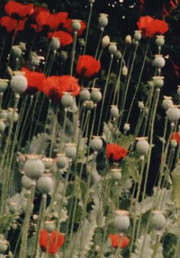 Постер фильма «Colour Poems (1974)» — (2 из 5)