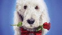 «In the Dog House (2014)» — обои к фильму #3