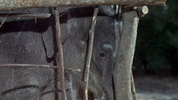 Flipper and the Elephant (1)