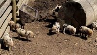 Neun kleine Ferkel