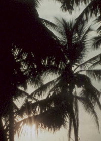 Land of Coconuts (2016) poster