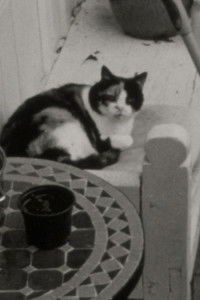 Imagem do Filme Garden Book