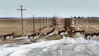 «Les Antilopes (2020)» — обои к фильму #1