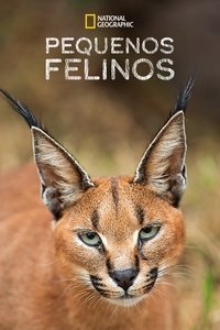 Poster do Filme Pequenos Felinos