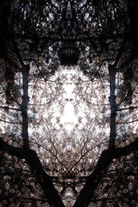 Concrescence