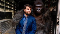 «Attenti al gorilla (2019)» — обои к фильму #1