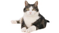 «Poeslief: een ode aan de kat (2020)» — обои к фильму #1