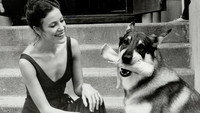 «Маленький бродяга (1979-1985)» — обои к сериалу #1