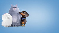 Обои к мультфильму «Тайная жизнь домашних животных (2016)» — (28 из 67)