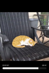 Imagem de Sleepy Cat