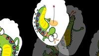 The Very Impatient Caterpillar