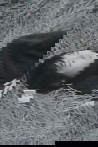 彗星
