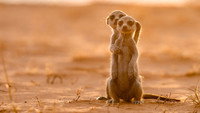 «Meerkat Manor: Rise of the Dynasty (2021)» — обои к сериалу #4