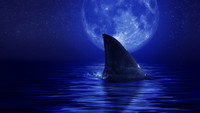 «Shark Side of the Moon (2022)» — обои к фильму #1