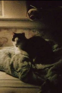 Poster do Filme My Cat, My Garden, and 9/11