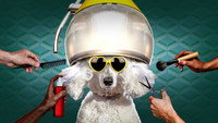«Haute Dog (2020)» — обои к сериалу #2