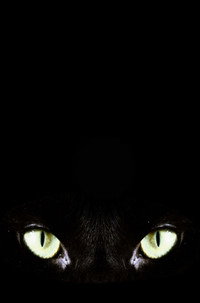 Halloween Claws