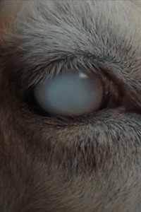 Постер фильма «Skin & Bone (2022)» — (2 из 3)