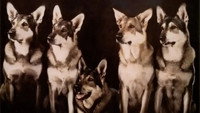 «The Littlest Hobo (1963-1965)» — обои к сериалу #1