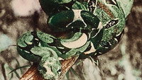 «Attack of the Jungle Women (1959)» — обои к фильму #1