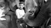 «Тарзан: Человек-обезьяна (1932)» — обои к фильму #3