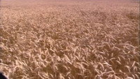 «End of the Harvest (1998)» — обои к фильму #1
