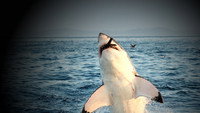 «When Sharks Attack (2013 - 2020)» — обои к сериалу #6