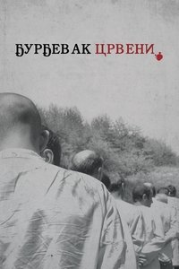 Ђурђевак црвени (2015)