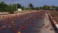 Cuba Wild Island of the Caribbean