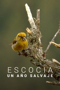 Poster de Scotland: A Year In The Wild