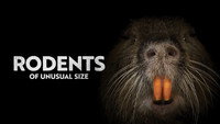 «Rodents of Unusual Size (2017)» — обои к фильму #1
