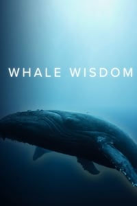 Whale Wisdom