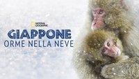 Wild Japan: Snow Monkeys
