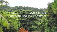 «Les arbres remarquables - Un patrimoine à protéger (2019)» — обои к фильму #1