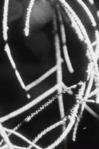 Постер фильма «Before the Deluge (2020)» — (1 из 1)