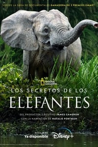 Poster de Secretos de los Elefantes