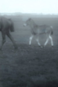 Horses