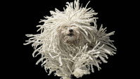 Tim Flach