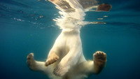 «Polar Bears: Ice Bear (2013)» — обои к фильму #6