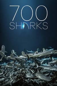 700 requins dans la nuit