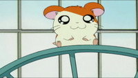 «Tottoko Hamutaro (2000 - 2006)» — обои к мультсериалу #1