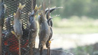 For the Love of Akigawa's Sweetfish