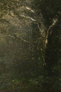 Постер к фильму The Secluded Grove (2012)