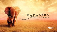 «Королева слонов (2018)» — обои к фильму #8