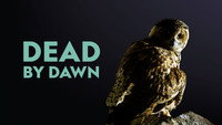 «Dead by Dawn (2019)» — обои к сериалу #2