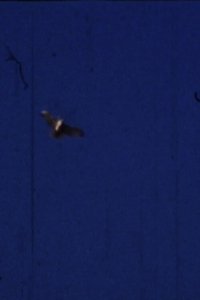 Flying Fish